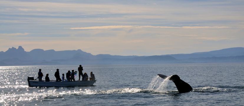 Sperm whale cruising along Sierra La Giganta, Baja California, Mexico