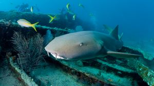 nurse shark