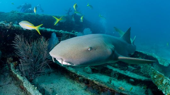 Belize Shark Attacks: Rare but Not Unheard Of