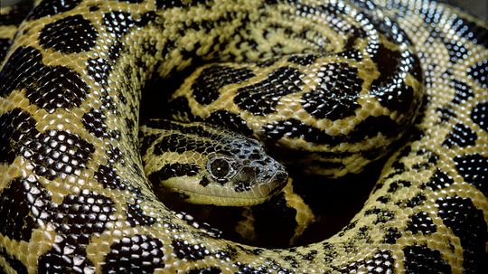 The Yellow Anaconda Can Form Days-long 'Breeding Balls'