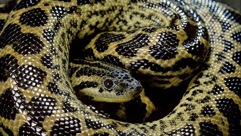 A thick-bodied snake with yellow scales and black spots, poking its head through its coils