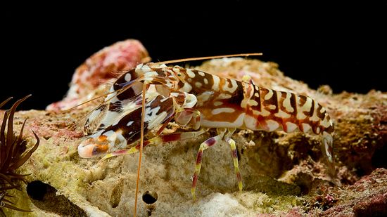 Pistol Shrimp: The Fastest Gun in the Sea