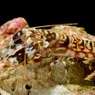 Pistol Shrimp: The Fastest Gun in the Sea