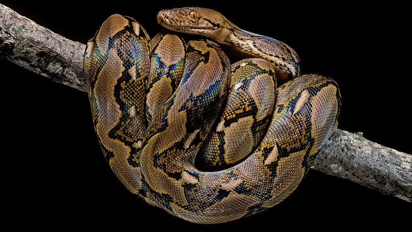 Reticulated python