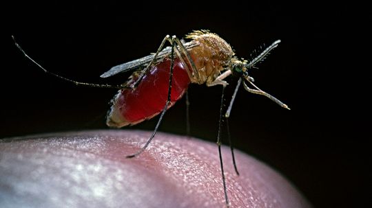 Mosquito Types, Traits, Lifecycle and Repellants