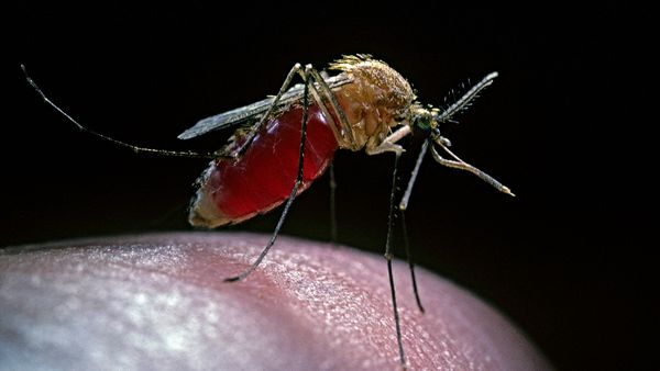 mosquito swollen with blood standing on a finger tip