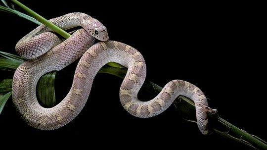 5 Pine Snake Variations in North America