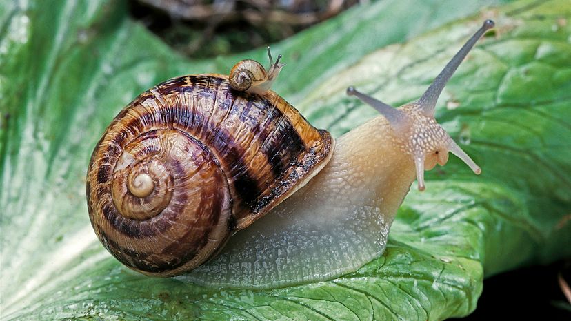 snails