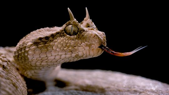 7 Horned Snake Variations Inhabiting a Desert Near You