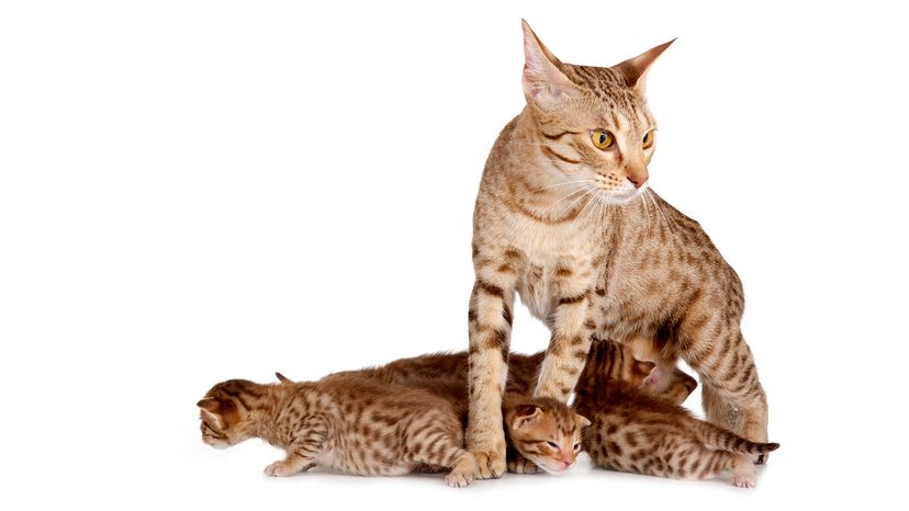 Ocicat with kittens.