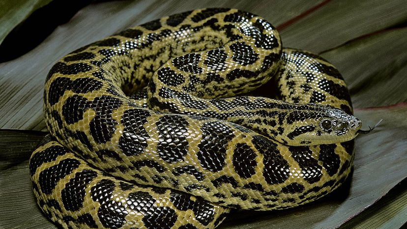 Yellow anaconda