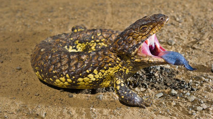 Blue-tongued skink