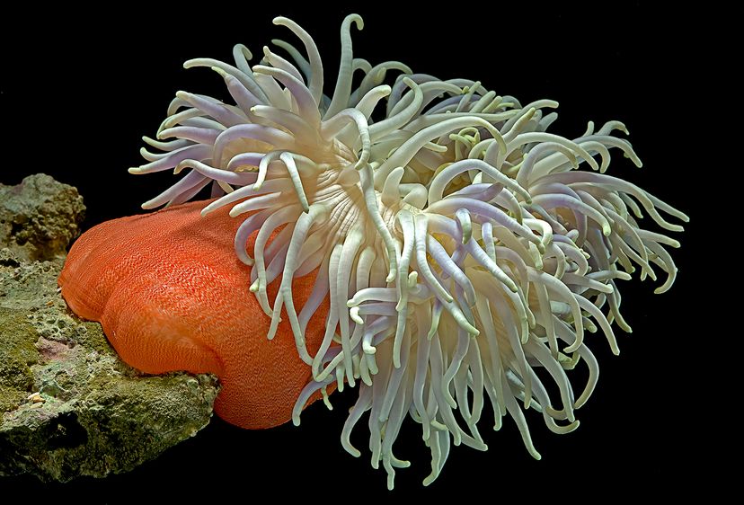 sea anemone with white tentacles and orange body on a rock