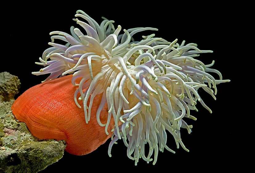 Sea anemone