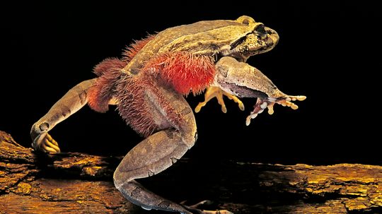 The Hairy Frog Has Retractable Claws Made of Bone