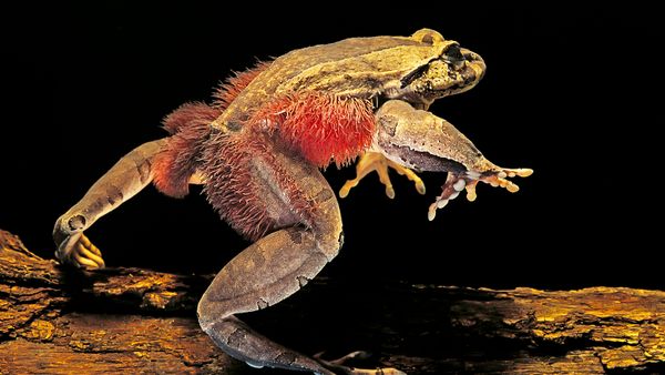 The Hairy Frog Has Retractable Claws Made of Bone