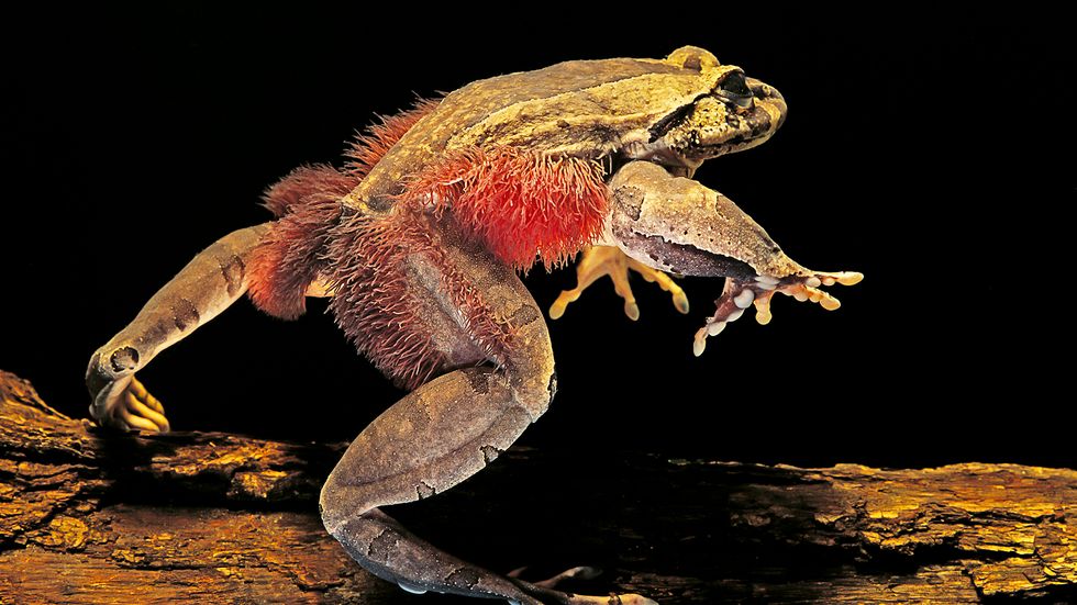 The Hairy Frog Has Retractable Claws Made of Bone