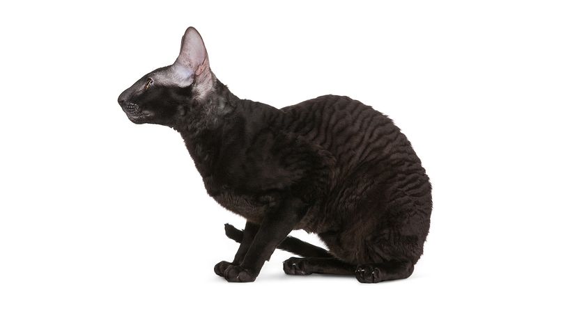 Cornish Rex