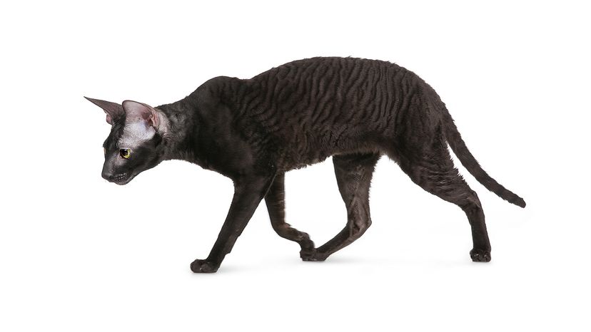 Cornish Rex