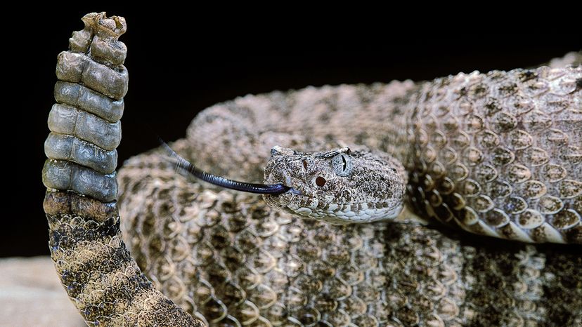 Tiger rattlesnake