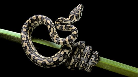 Carpet Snake Subspecies, Characteristics and Habits