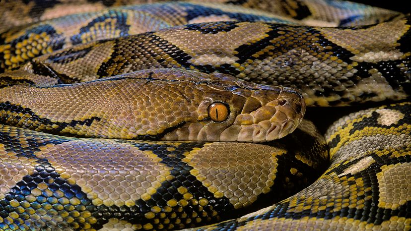 Coiled reticulated python