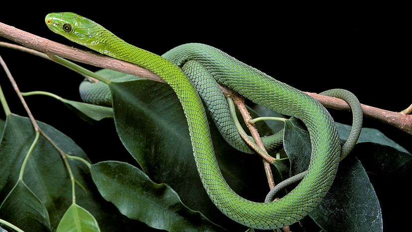 Eastern green mamba