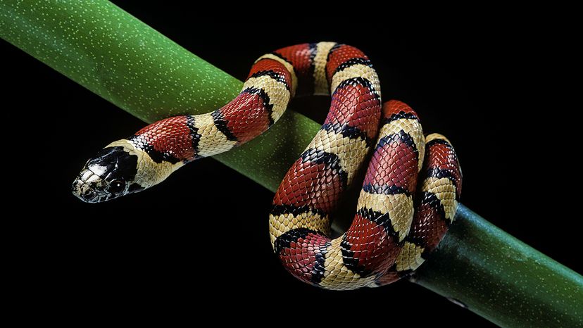 King snake