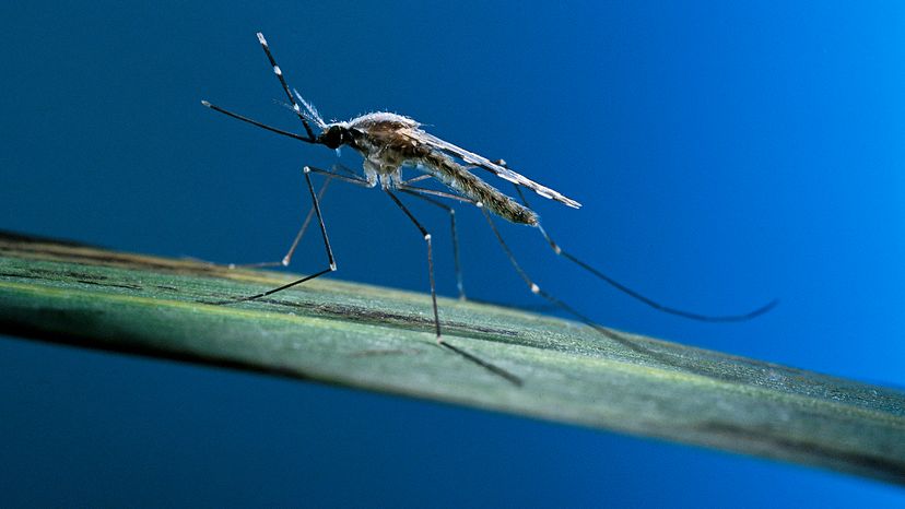 Anopheles mosquito