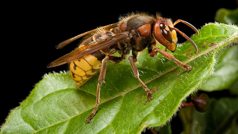 European hornet