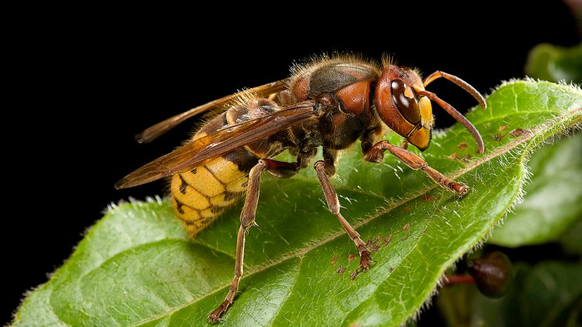 European hornet