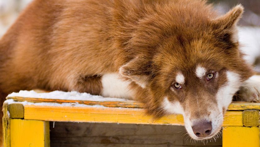 Canadian Eskimo Dog