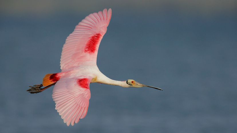 Roseate Spoonbill