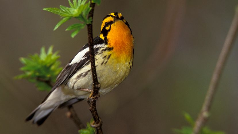Blackburnian warbler