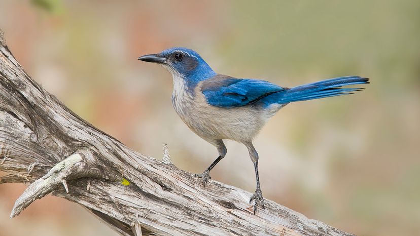 Western scrub jay