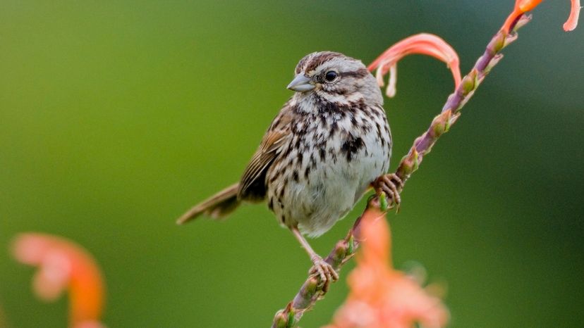 Song sparrow