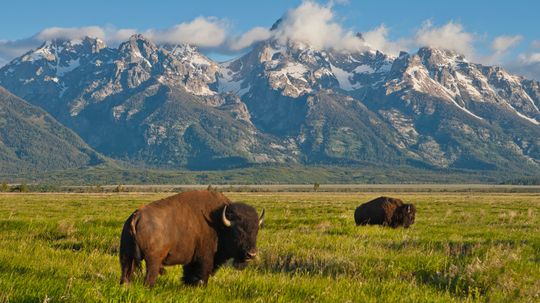 What's the Difference Between a Brown Bear and a Black Bear