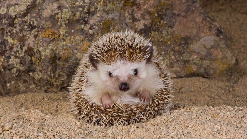 Pygmy hedgehog