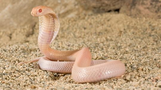 Albino Snake Traits and Health Concerns