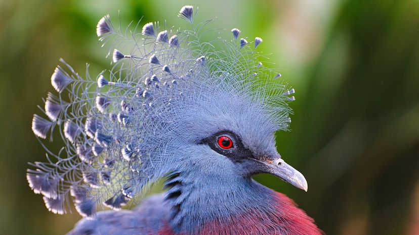 Victoria Crowned Pigeon