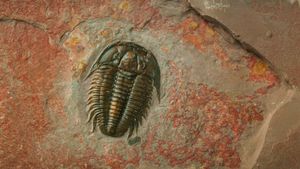 A fossilized trilobite found in the Green River Formation in Wyoming. Black Hills Institute, Hill City, South Dakota.