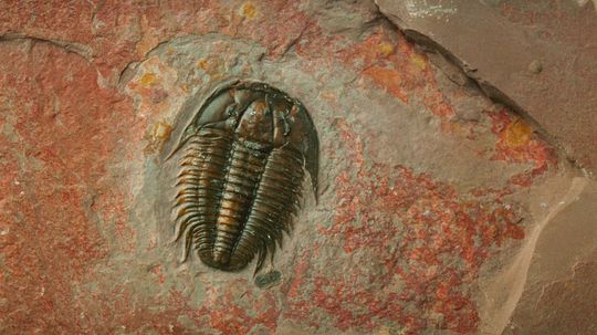 How Do Fossils Form? A Journey Through Time
