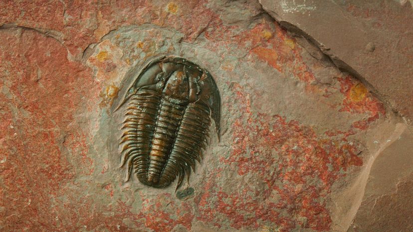 A fossilized trilobite found in the Green River Formation in Wyoming.