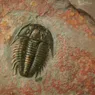 How Do Fossils Form? A Journey Through Time
