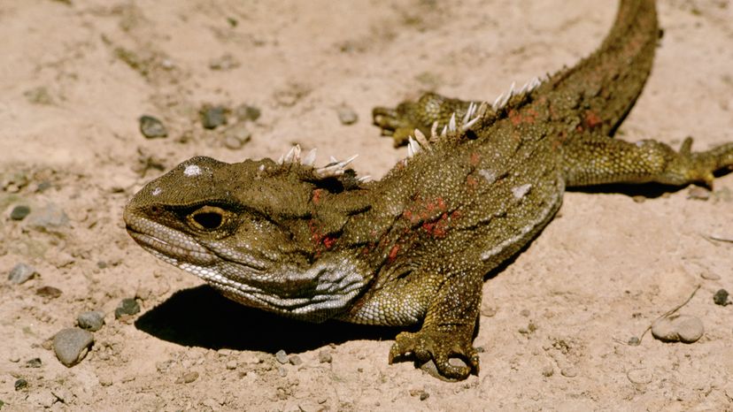 Tuatara