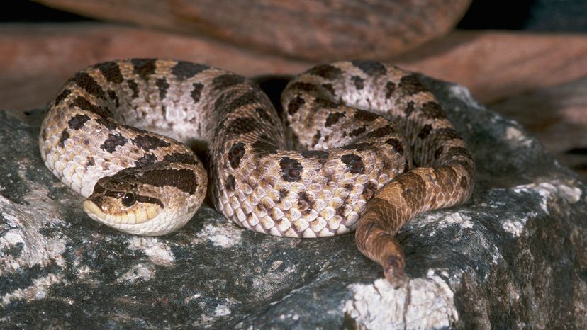 Western hognose snake