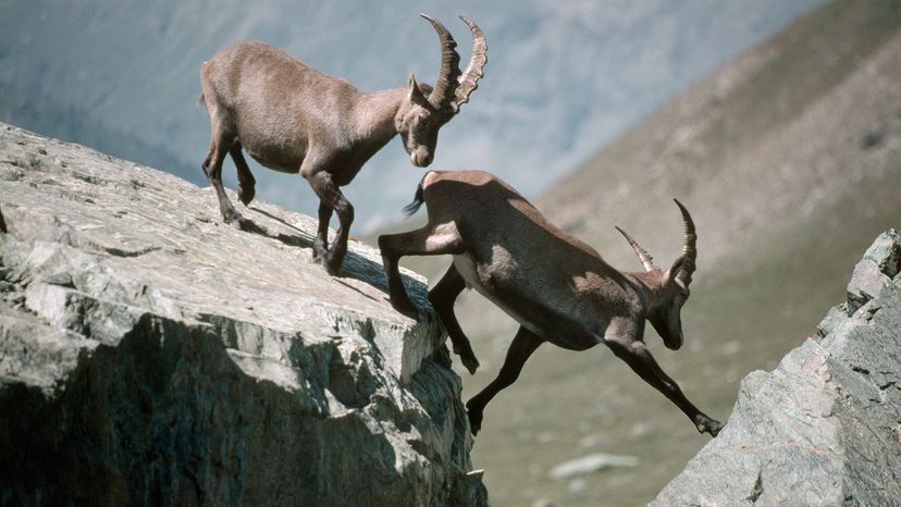 two ibexes crossing a gap between rocky mountain terrain