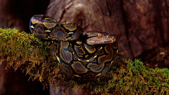 All About the Python Snake: Diet, Adaptation and Habitats