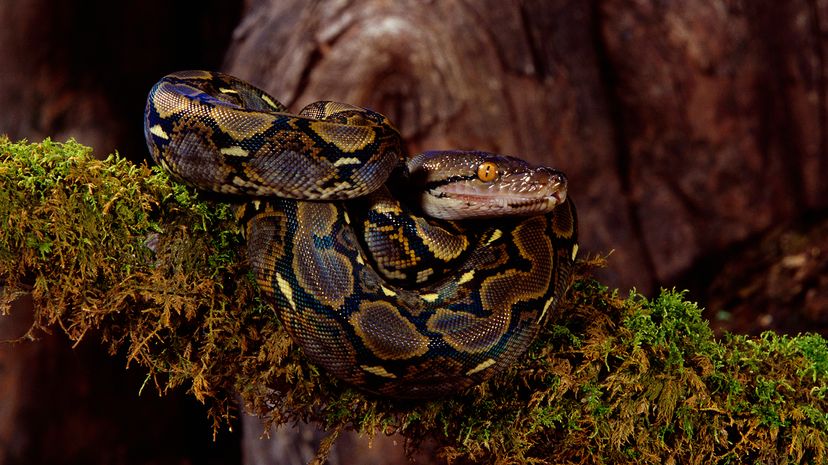 Reticulated python coiled on a moss-covered branch