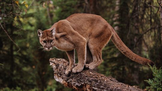 The Cougar Technically Isn't a 'Big Cat'